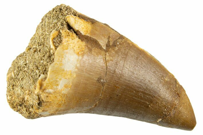 Fossil Mosasaur (Thalassotitan) Tooth - Morocco #332967